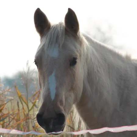 Valle Ca' Del Lovo *
