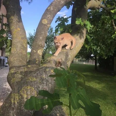 Valle Ca' Del Lovo Séjour à la ferme Carlino